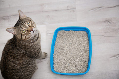Why Would Cat Not Pee In Litter Box?