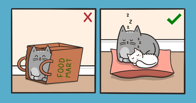 Introducing Your Cat To A New Bed: Strategies For A Smooth Transition