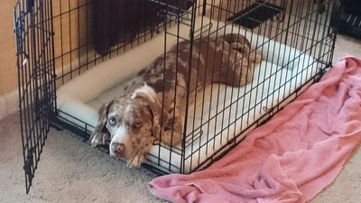 Should My Dog Sleep In A Crate?