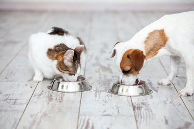 Can Dogs Eat Dry Cat Food In An Emergency?