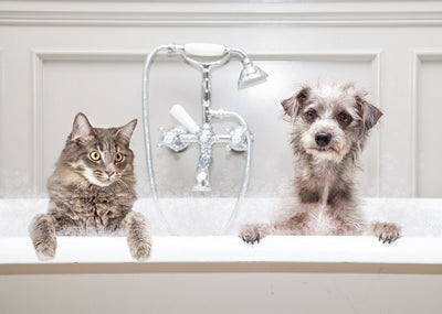 Can You Use Cat Shampoo On Dogs?