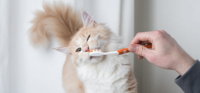 Can I Brush My Cats Teeth With Baking Soda?