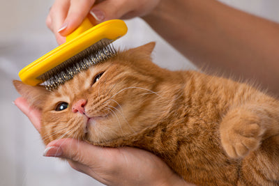 How To Comb A Cat?