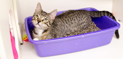 What Causes A Cat To Stop Using Litter Box?