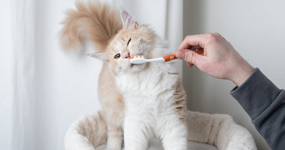 Can I Brush My Cats Teeth With Human Toothpaste?
