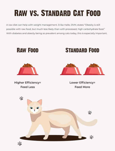 Can Cats Go On A Raw Food Diet?