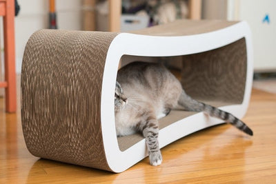 Cat Bed Vs Cat Lounger: What You Need To Know Before Buying