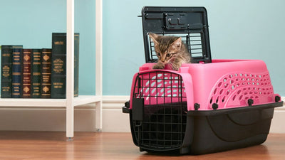 15 Items To Include In Your Cat's Crate For A Comfortable Journey