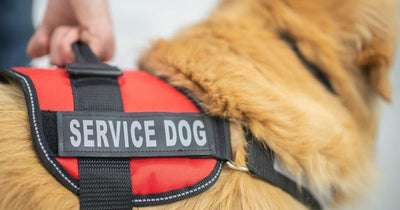 How To Train A Diabetes Service Dog At Home?