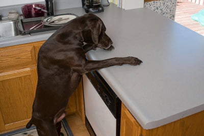 How To Train A Dog Not To Jump On Counters?
