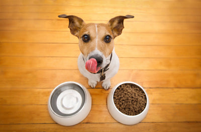 Does Grain Free Hurt Dogs?