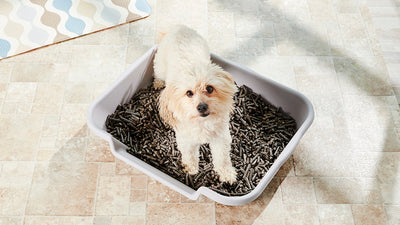 Can Dogs Be Litter Trained?