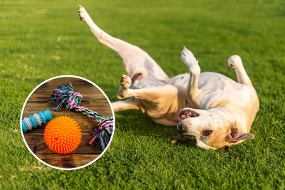 Why Do Dogs Roll On Toys?