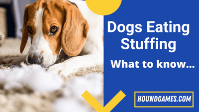 Can Dogs Eat Stuffing In Toys?