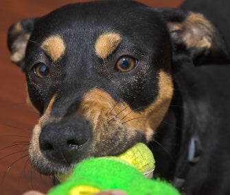 Why Do Dogs Hold Toys In Their Mouth?