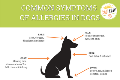 Does Raw Dog Food Help With Allergies?