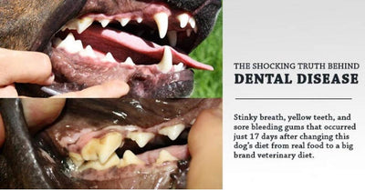 Is Dry Food Better For Dogs Teeth?