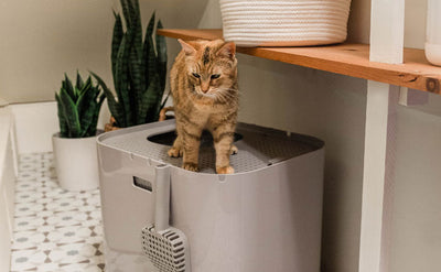 Are Enclosed Litter Boxes Bad For Cats?