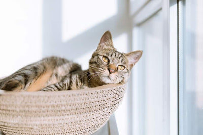 10 Common Mistakes To Avoid When Using A Cat Crate