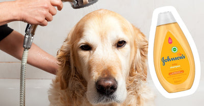 Can You Wash A Dog With Baby Shampoo?