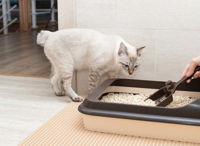 Why Is My Cat Throwing Litter Out Of Box?
