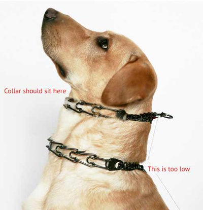 Do Choke Collars Hurt Dogs?