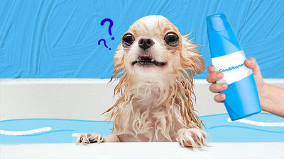 Do Dogs Need Conditioner After Shampoo?