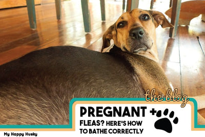 Can I Bathe My Pregnant Dog With Flea Shampoo?