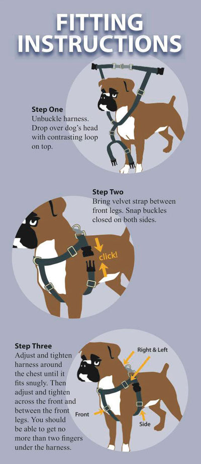 How Do Harnesses Go On Dogs?