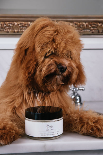 Can I Use Regular Conditioner On My Dog?