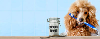 Can I Brush My Dogs Teeth With Baking Soda?