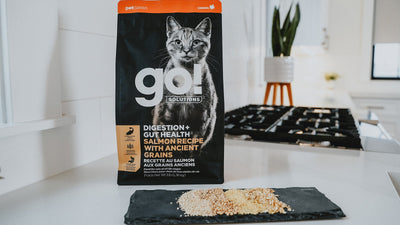 Grain Free Cat Food Vs Grain Inclusive Cat Food: Which Is Better For You?