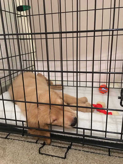 What Size Dog Crate For Golden Retriever?