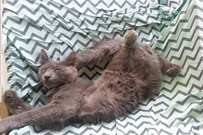 9 Cat Sleeping Positions When Sick