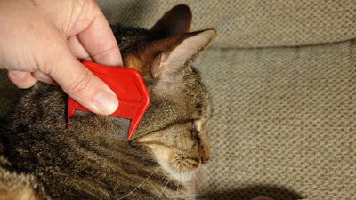Can I Comb My Cat After Flea Treatment?