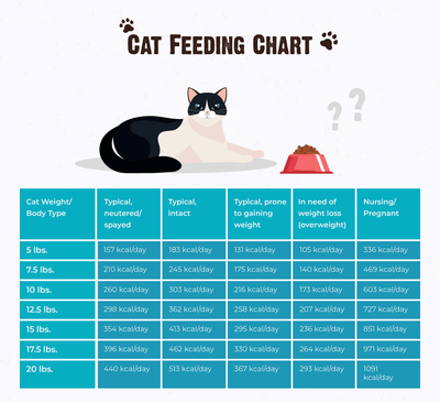 How Much Dry Food To Feed A 20 Lb Cat?