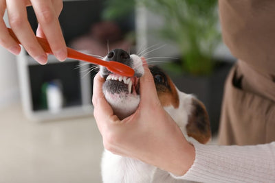 How To Brush A Dogs Teeth At Home?