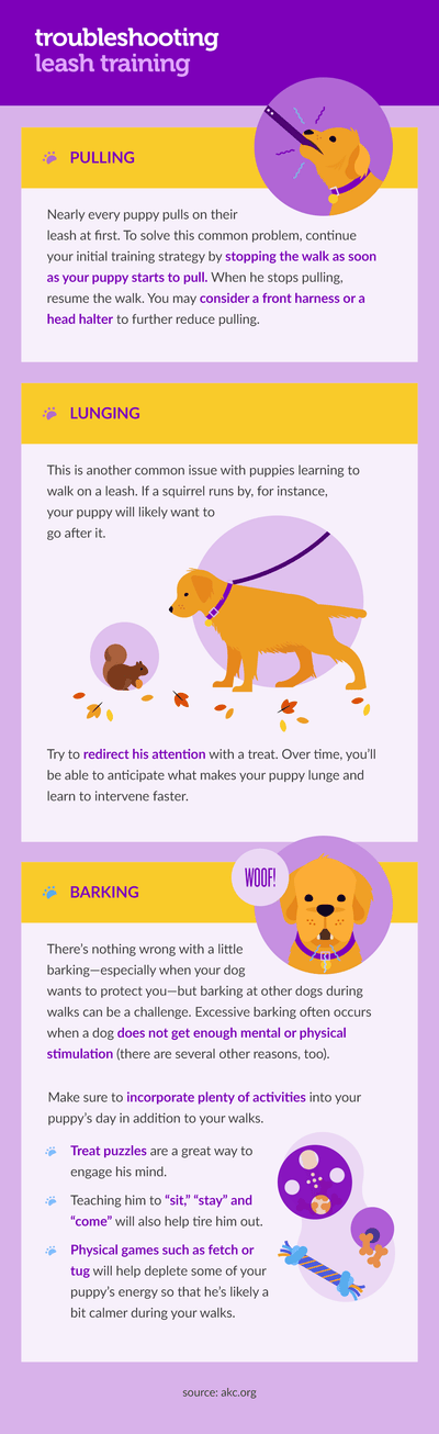 How To Leash Train My Dog?