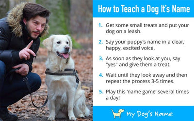 How To Train A Dog His Name?