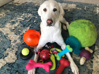 How To Get A Dog To Play With Toys?
