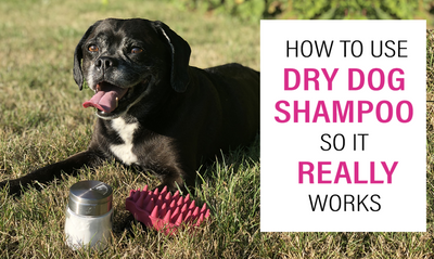 Can You Use Dry Shampoo On A Dog?