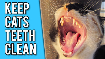 How To Keep Cats Teeth Clean Without Brushing?