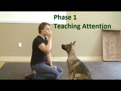 How To Train Your Dog Like A K9?