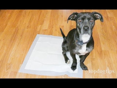 How To Train My Dog To Use A Puppy Pad?