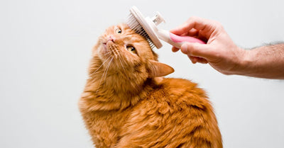 How To Get My Cat To Like Being Brushed?