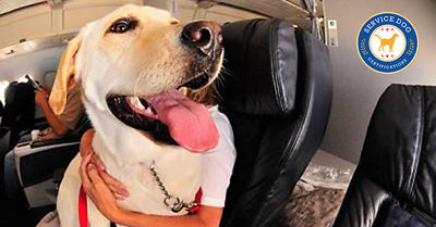 Can Service Dogs In Training Go On Airplanes?