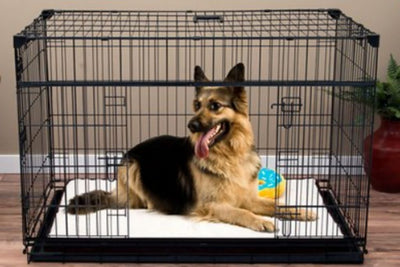 What Size Dog Crate For German Shepherd?