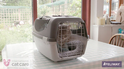 How To Get A Cat In A Crate?