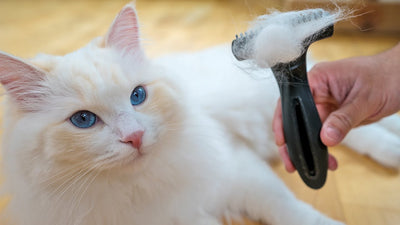 How To Brush Cat Hair?