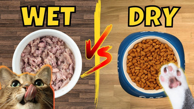Dry Food Vs Wet Food For Cats: Which Is Better For You In 2023?